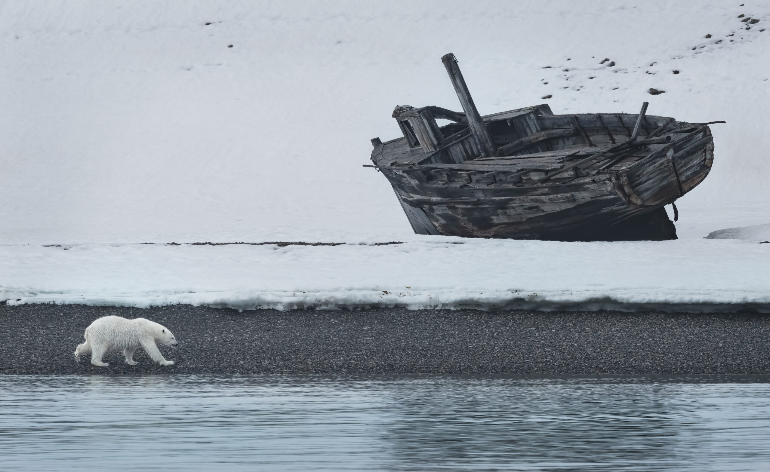 119A0796 Polar Bear with wrecked barge